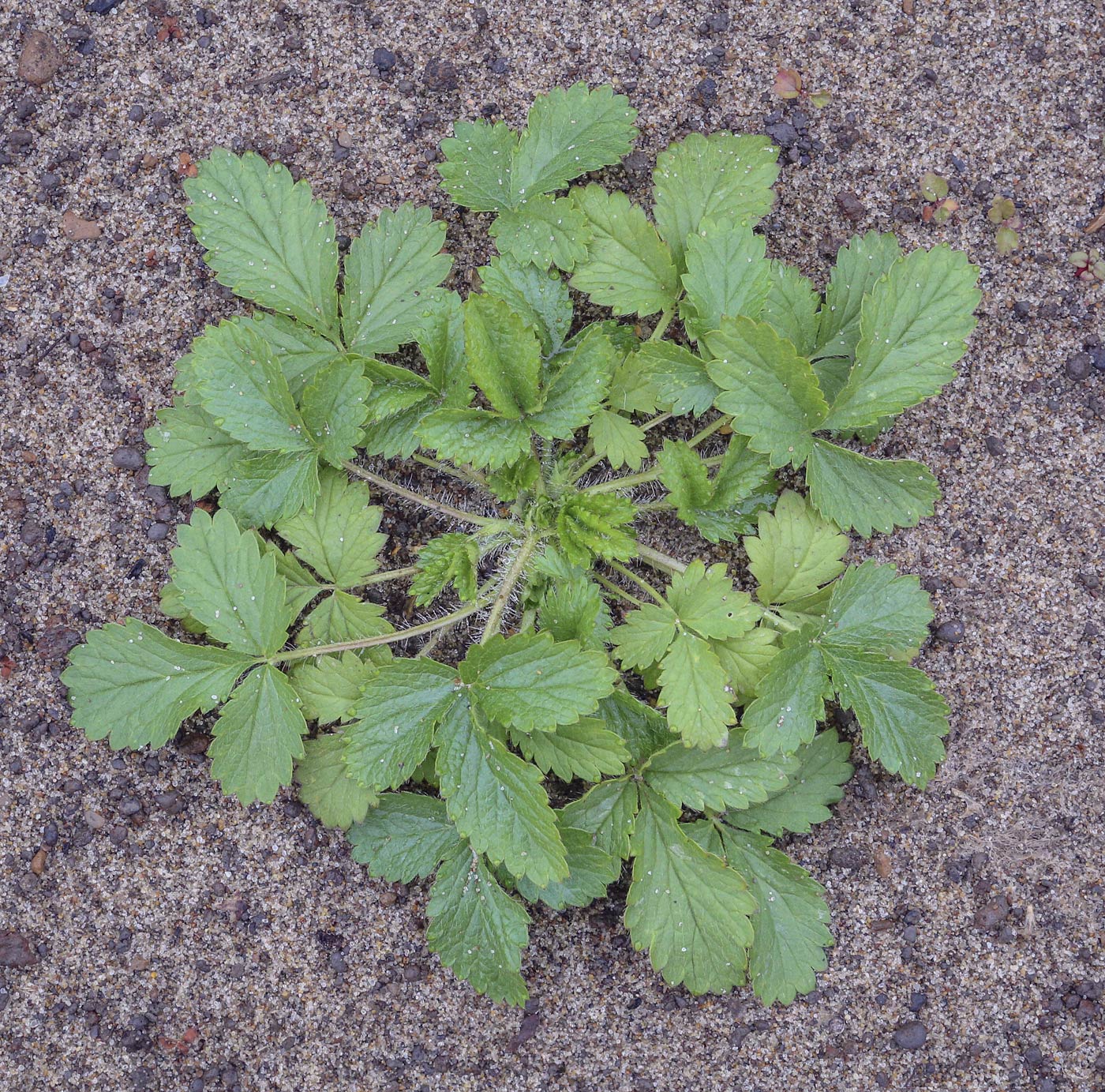 Image of Potentilla norvegica specimen.