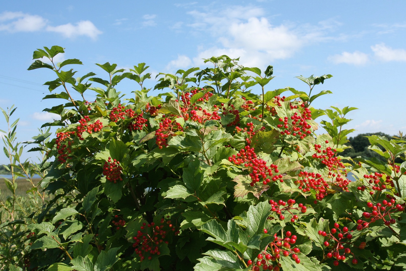 Image of Viburnum opulus specimen.