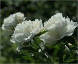 Paeonia lactiflora