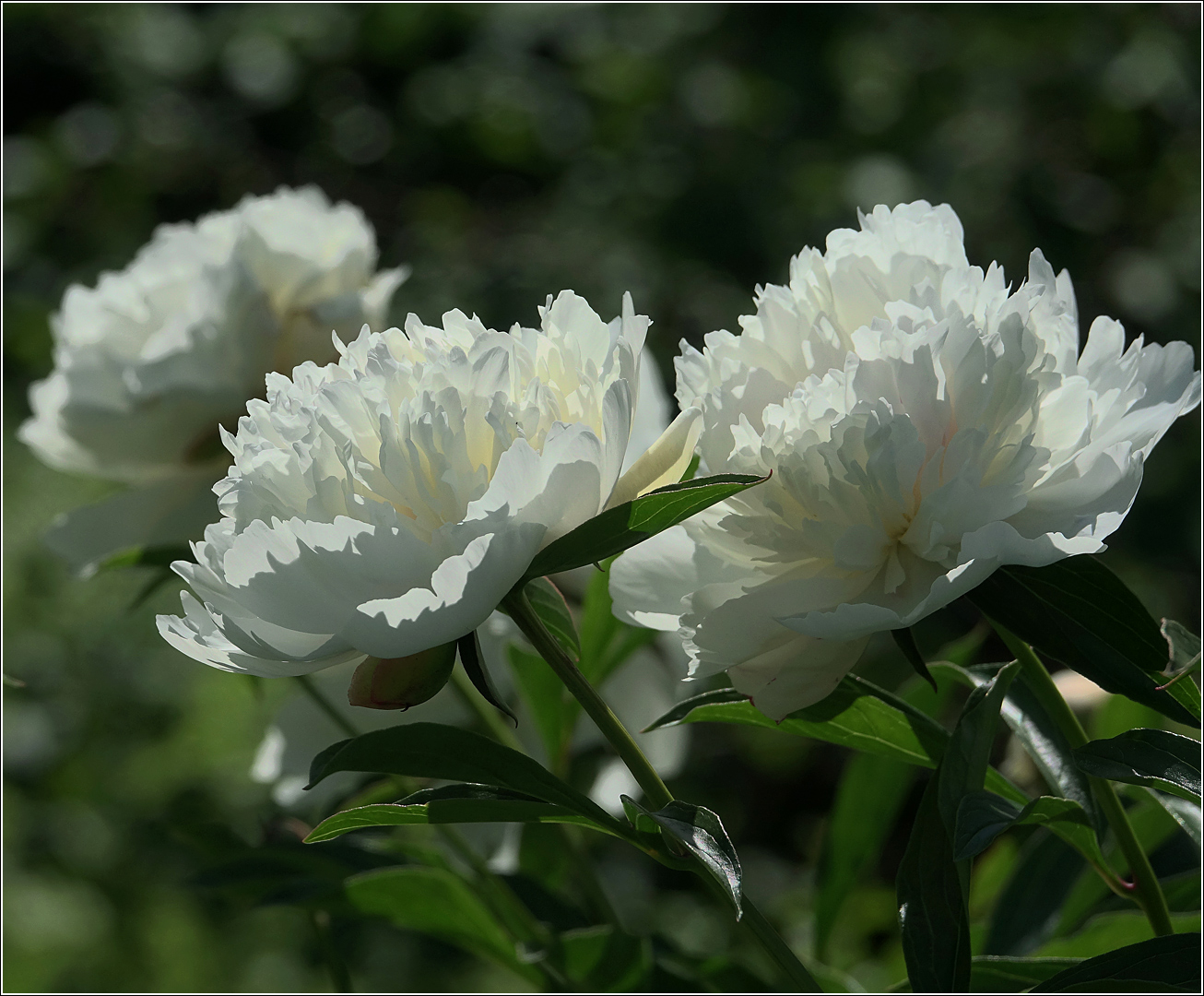 Image of Paeonia lactiflora specimen.