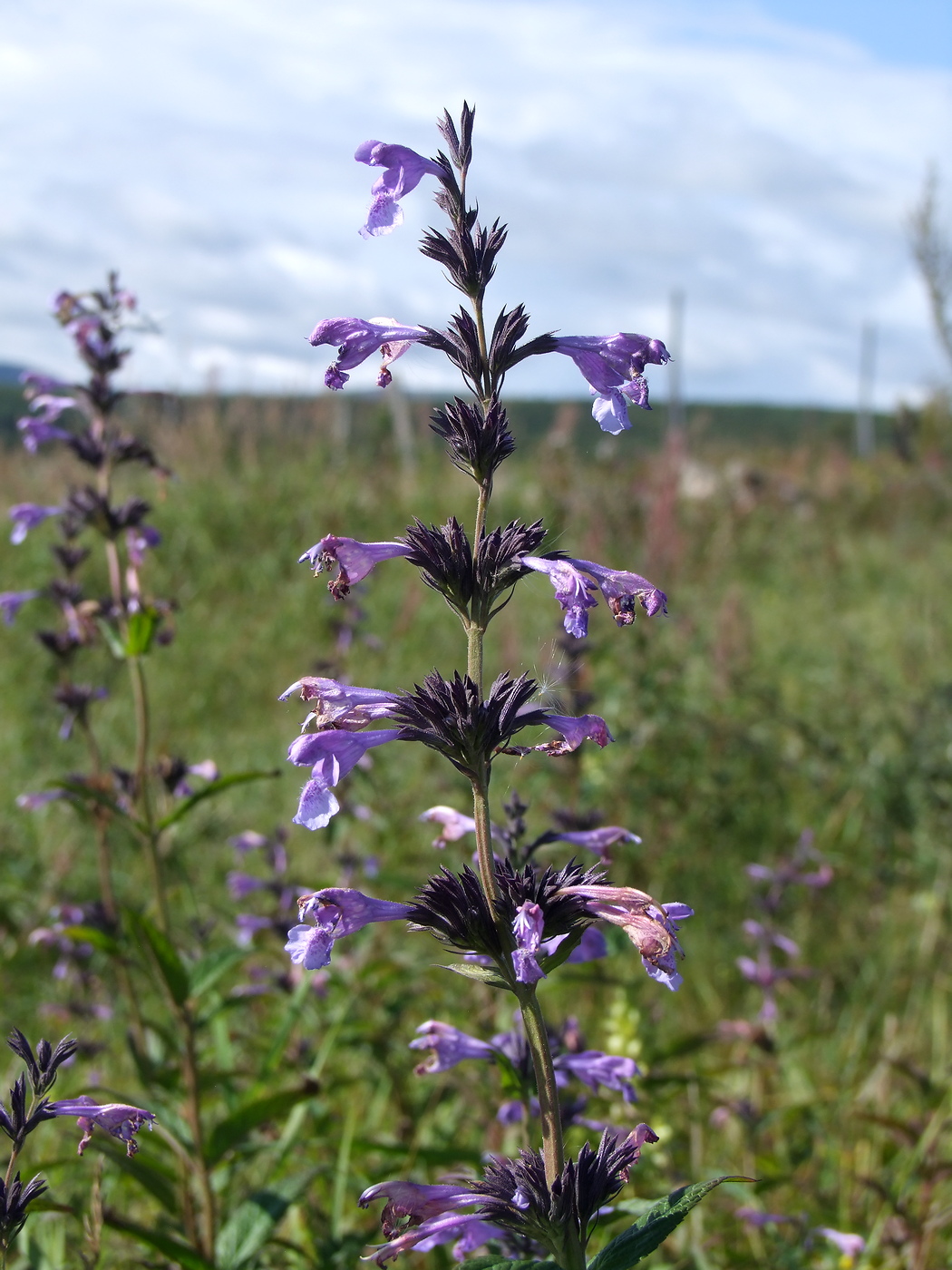 Изображение особи Nepeta sibirica.