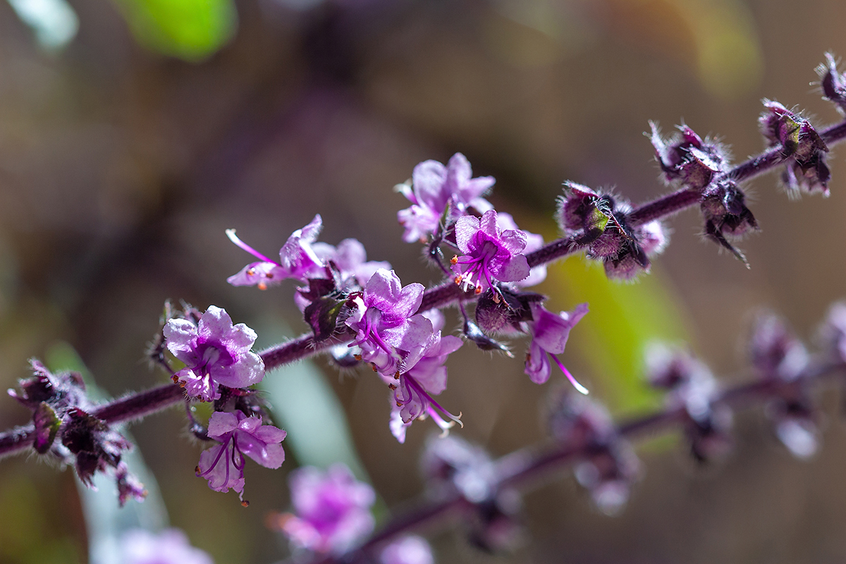 Изображение особи Ocimum basilicum.