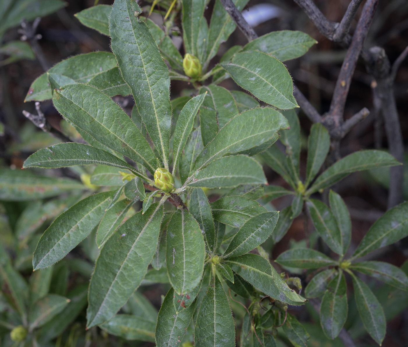 Image of Rhododendron luteum specimen.