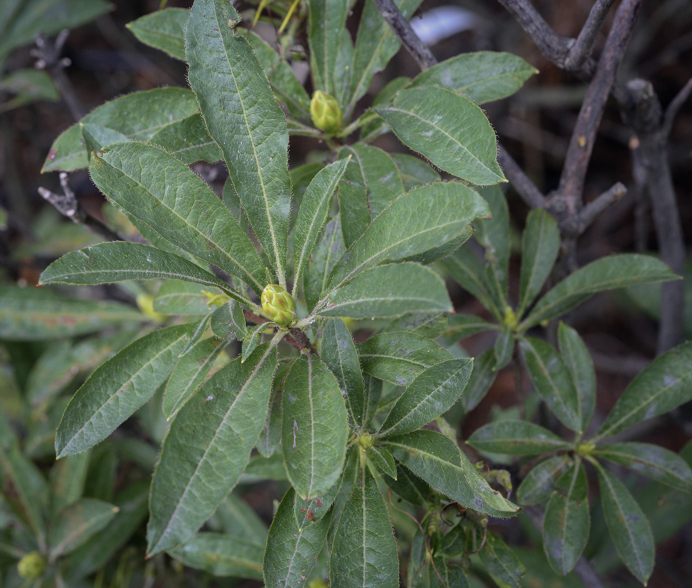 Изображение особи Rhododendron luteum.