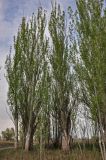 Populus alba. Взрослые деревья. Астраханская обл., Наримановский р-н, окр. пос. Сенной, берег р. Волга. 25.04.2021.