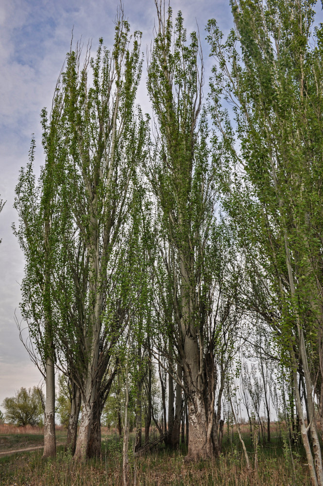 Image of Populus alba specimen.