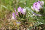 Astragalus masenderanus