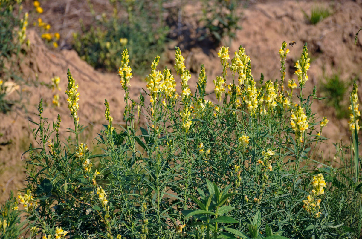 Image of Linaria vulgaris specimen.