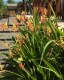 Heliconia psittacorum