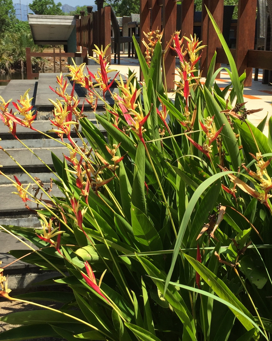 Image of Heliconia psittacorum specimen.