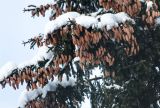 Picea abies. Ветви с шишками под снегом. Московская обл., Одинцовский р-н, г. Кубинка. 15.01.2021.