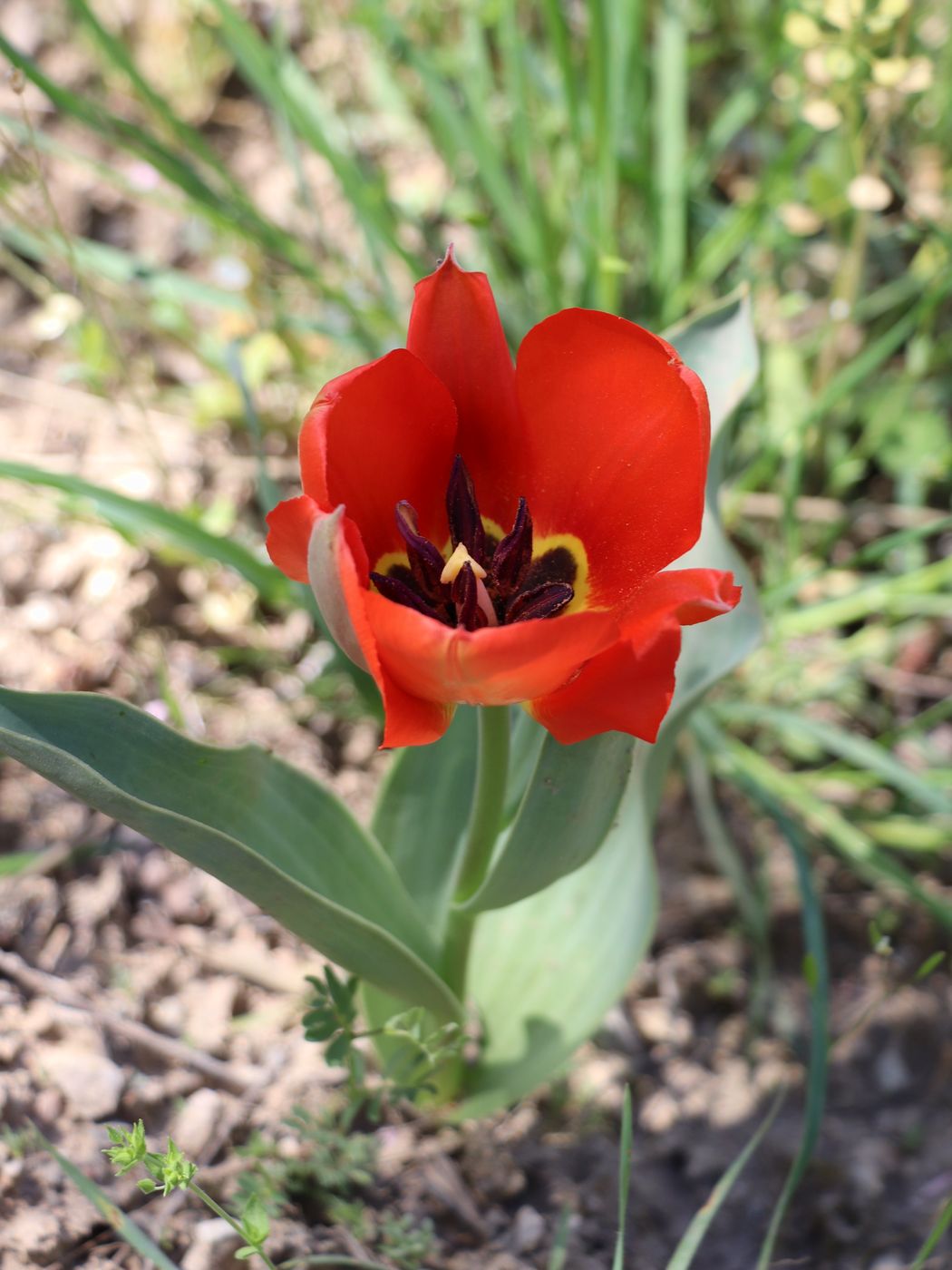 Image of Tulipa greigii specimen.