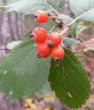 Sorbus stankovii. Плоды. Горный Крым, восточный склон Ай-Петринской яйлы, ур. Таракташ, 14.10.2010.