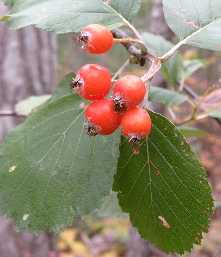 Image of Sorbus stankovii specimen.