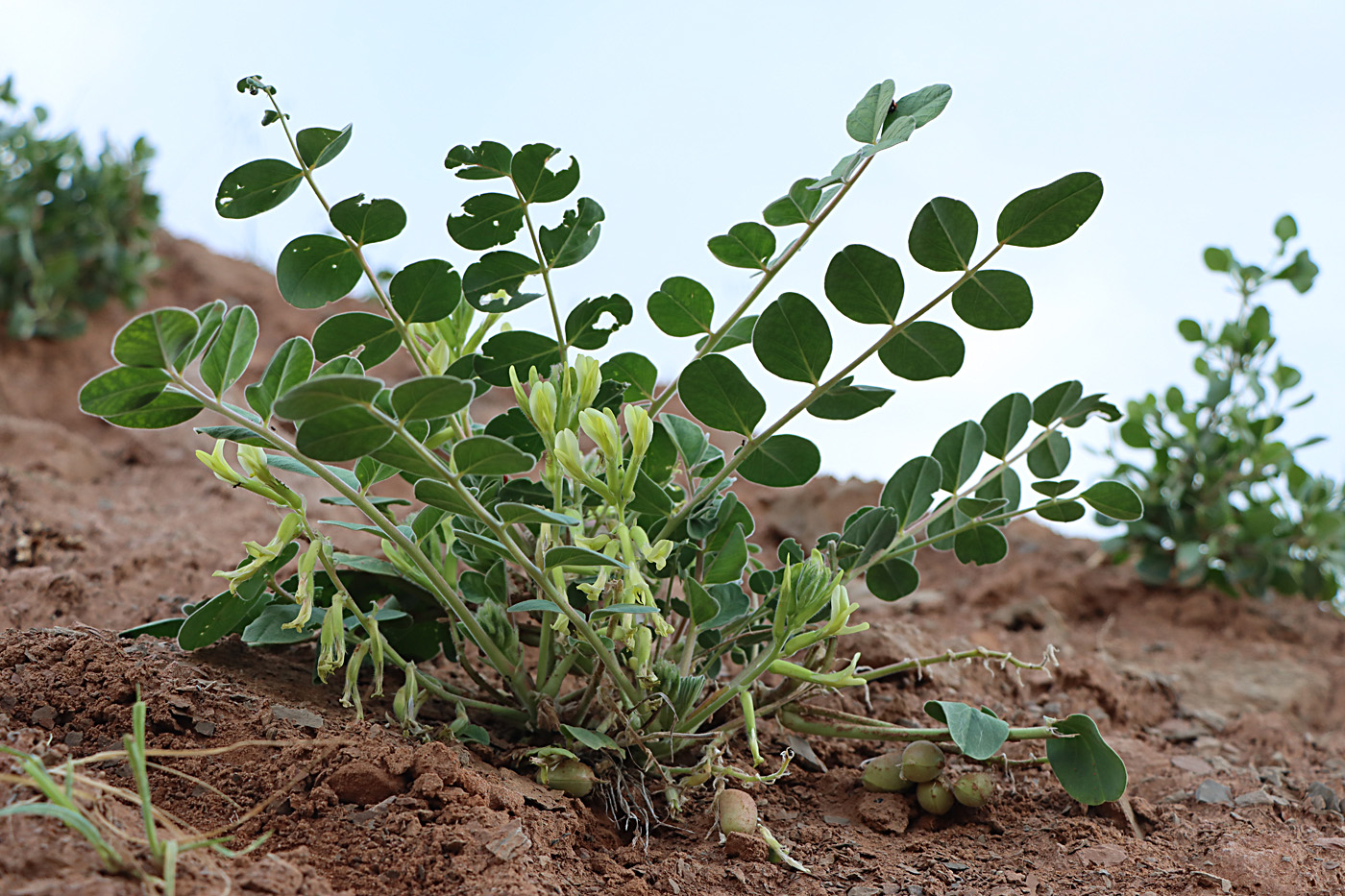 Image of Astragalus pseudoeremophysa specimen.