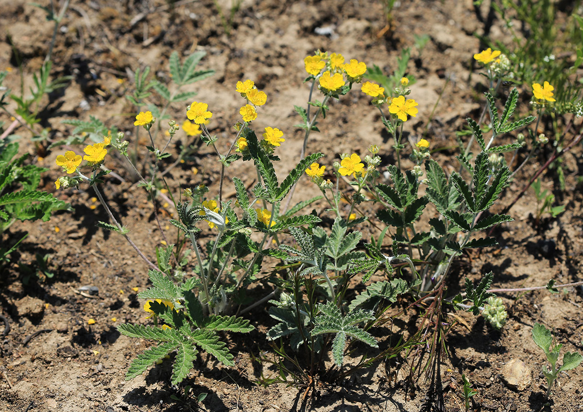 Изображение особи Potentilla discolor.