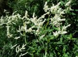 Aconogonon alpinum