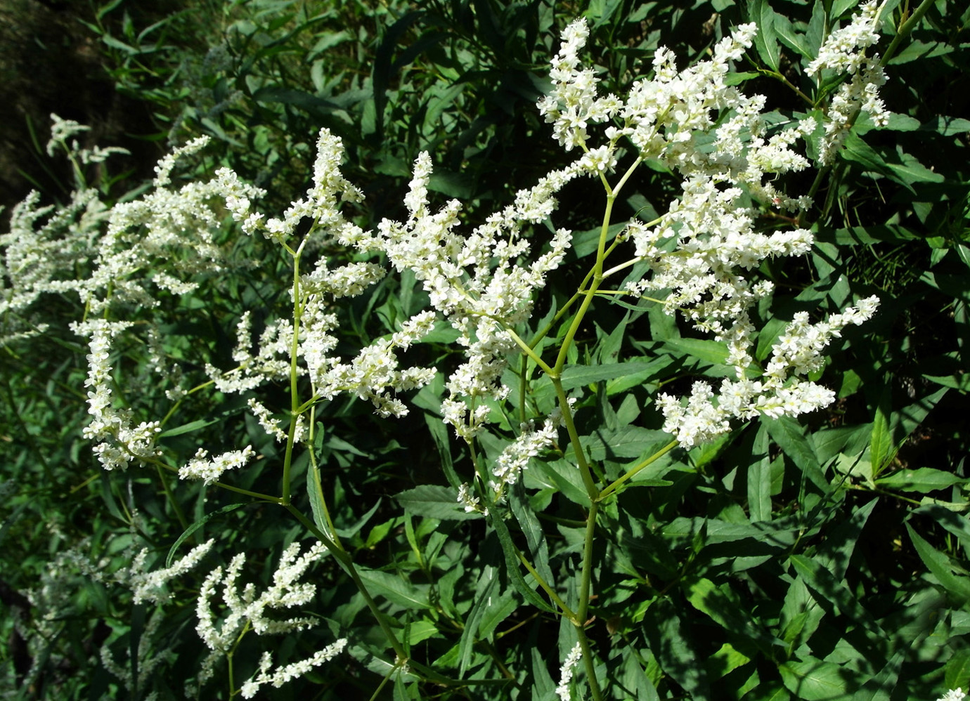 Image of Aconogonon alpinum specimen.