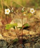 Fragaria orientalis. Цветущее растение. Приморский край, Тернейский р-н, окр. пгт Терней, обочина дороги. 09.06.2022.