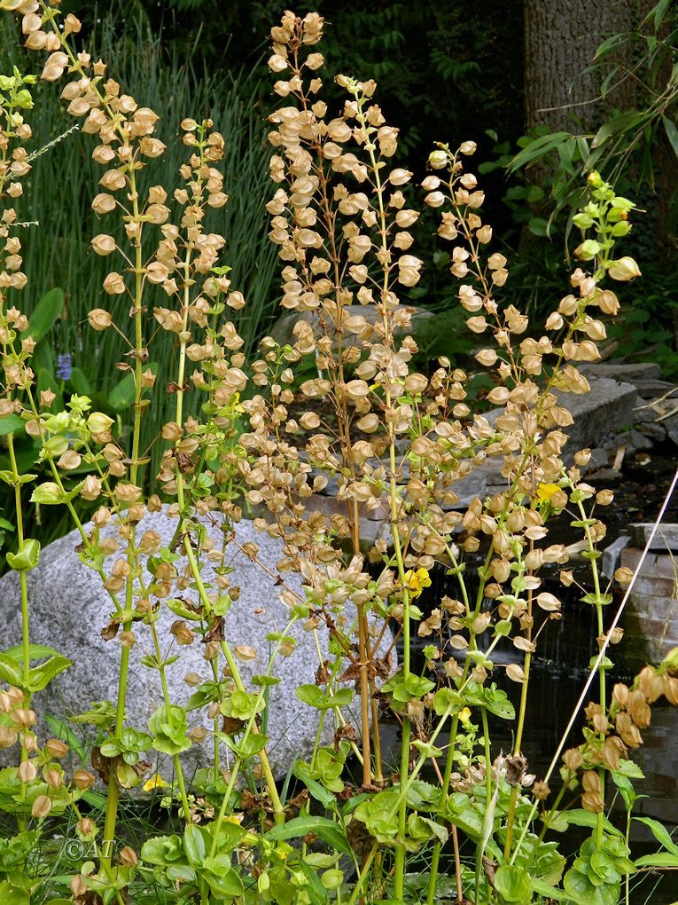 Image of Mimulus guttatus specimen.