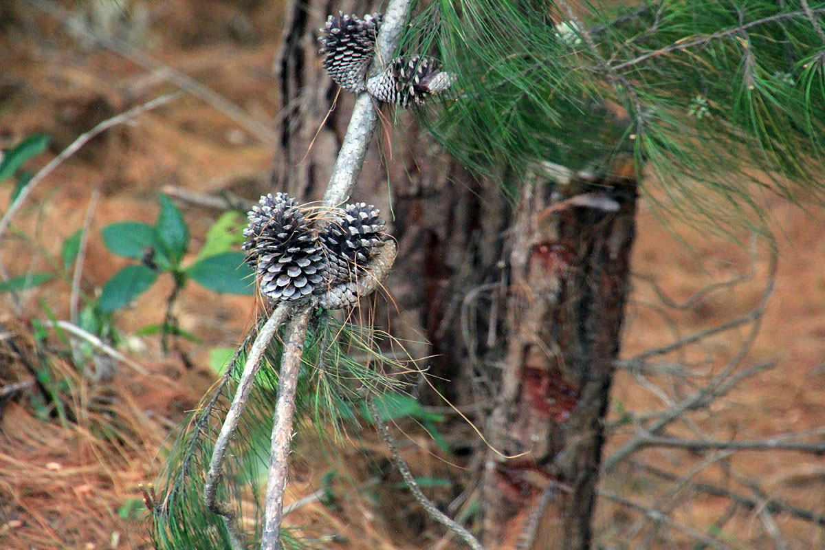 Image of genus Pinus specimen.