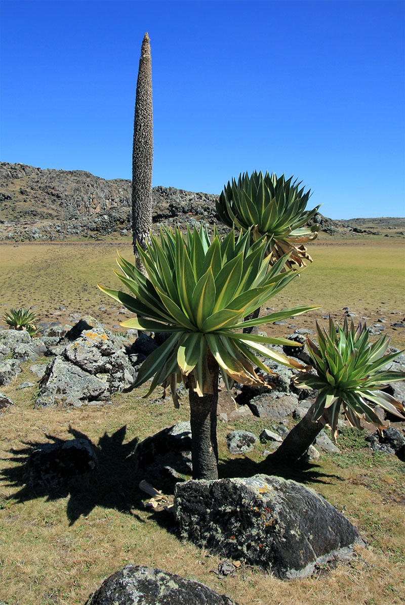 Image of Lobelia rhynchopetalum specimen.