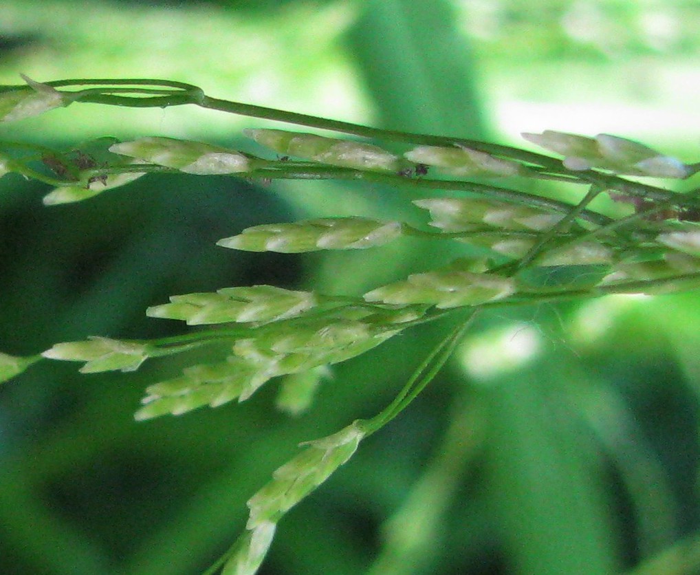 Image of Glyceria lithuanica specimen.