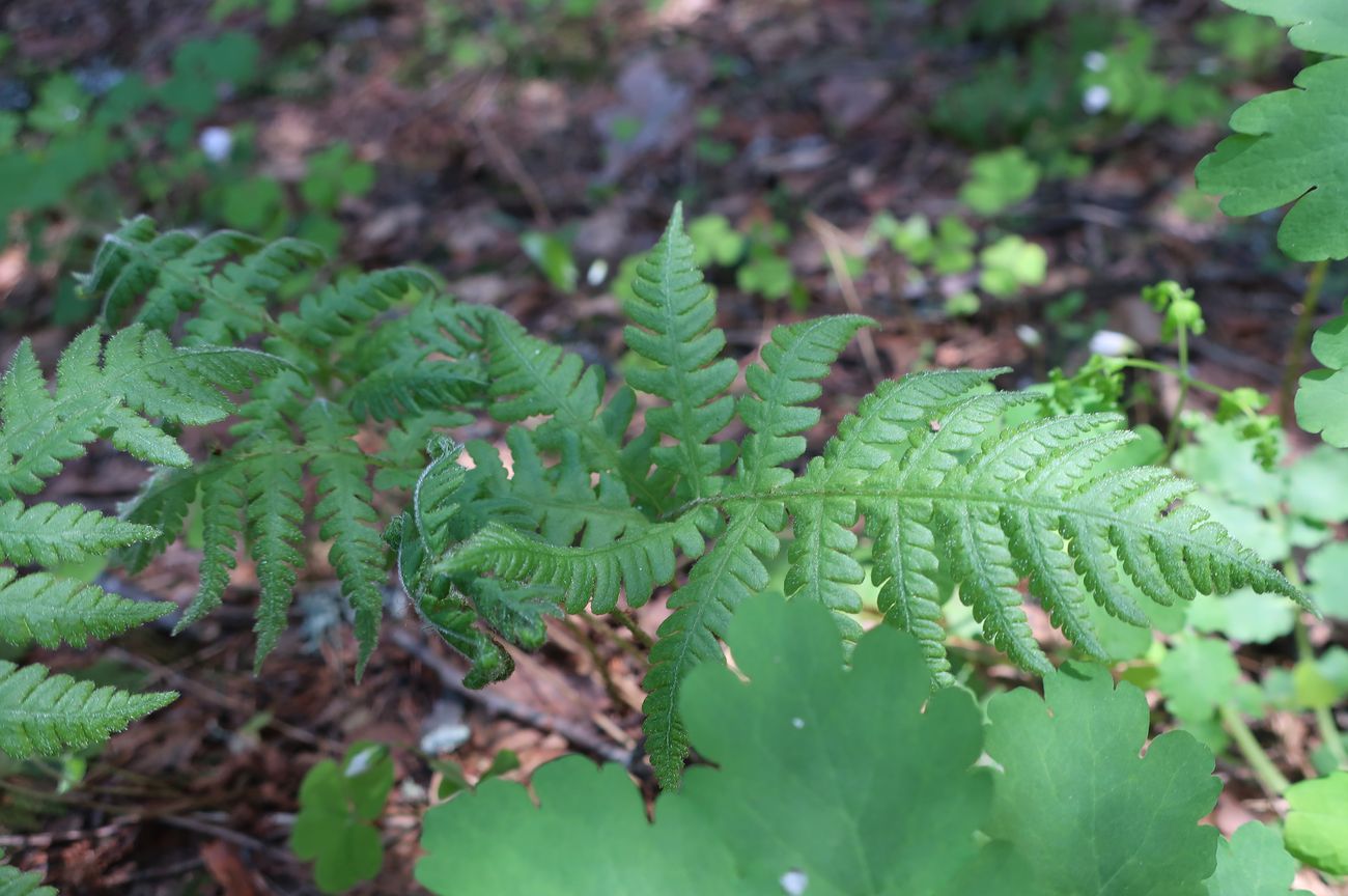 Изображение особи Phegopteris connectilis.