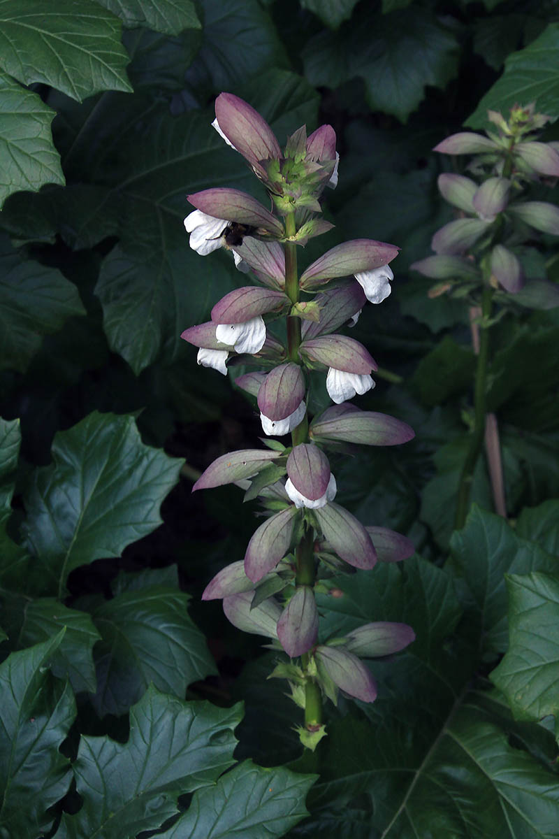 Image of Acanthus mollis specimen.