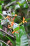 семейство Zingiberaceae. Соцветие. Малайзия, штат Саравак, округ Мири, национальный парк «Мулу». 14.03.2015.
