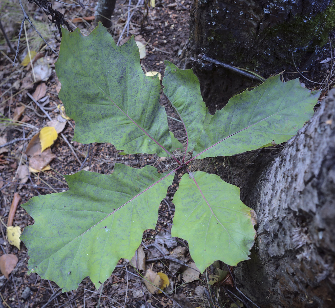 Image of Quercus rubra specimen.