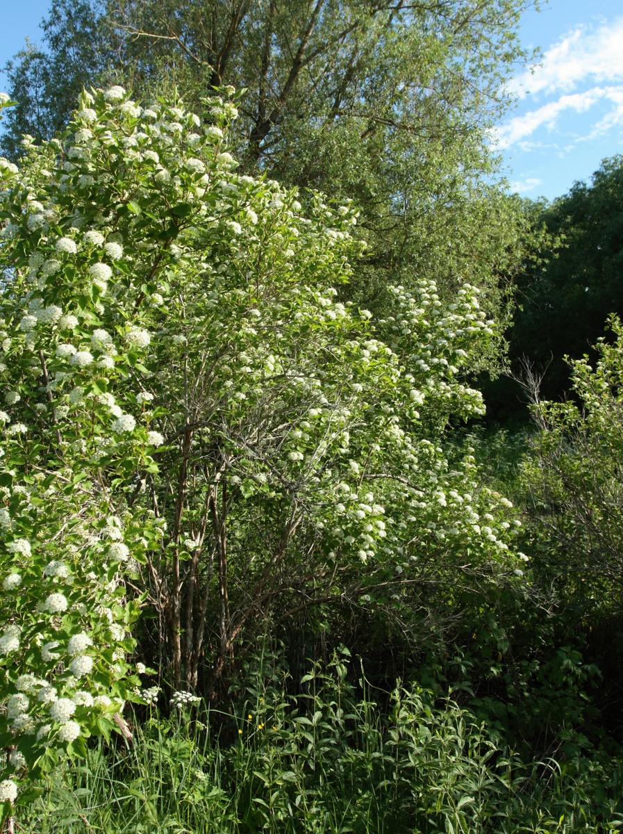 Image of Physocarpus opulifolius specimen.