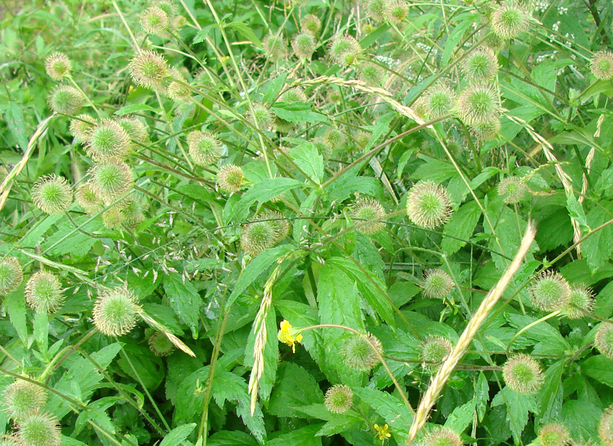 Изображение особи Geum aleppicum.