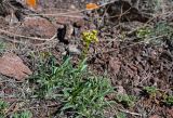 Patrinia sibirica