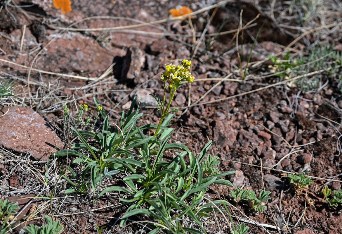 Изображение особи Patrinia sibirica.