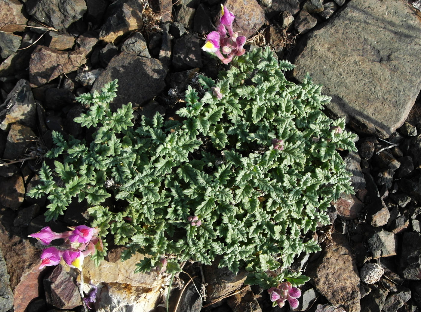 Image of Scutellaria turgaica specimen.