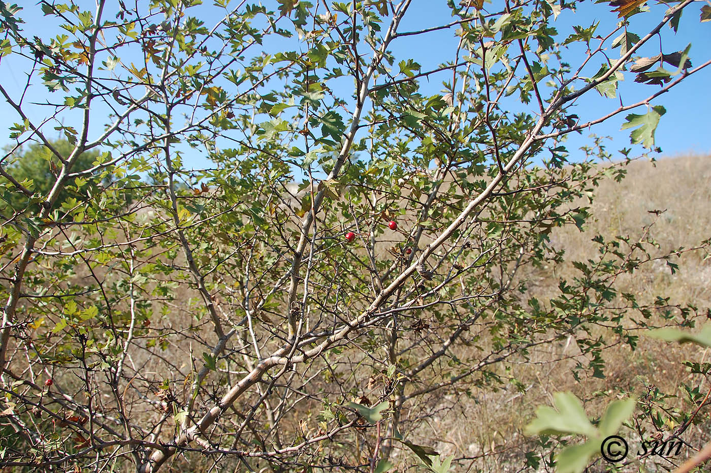 Image of Crataegus monogyna specimen.