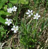 Cerastium pauciflorum. Цветущие растения с кормящимся насекомым. Иркутская обл., Слюдянский р-н, окр. пос. Култук, луг. 04.06.2022.