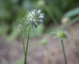 Dipsacus pilosus