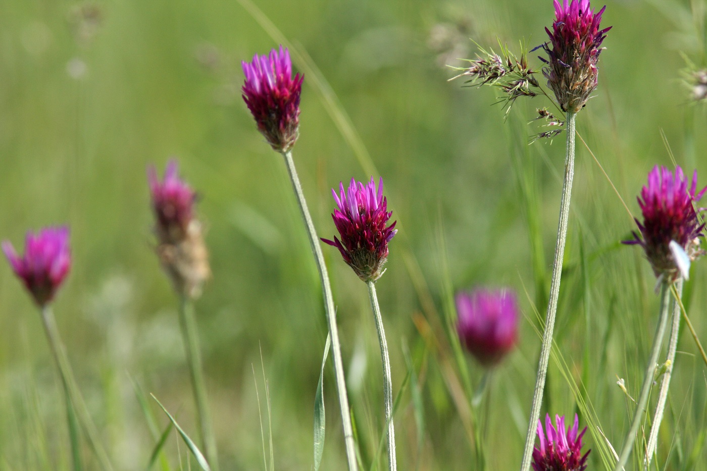 Image of Astragalus stenanthus specimen.