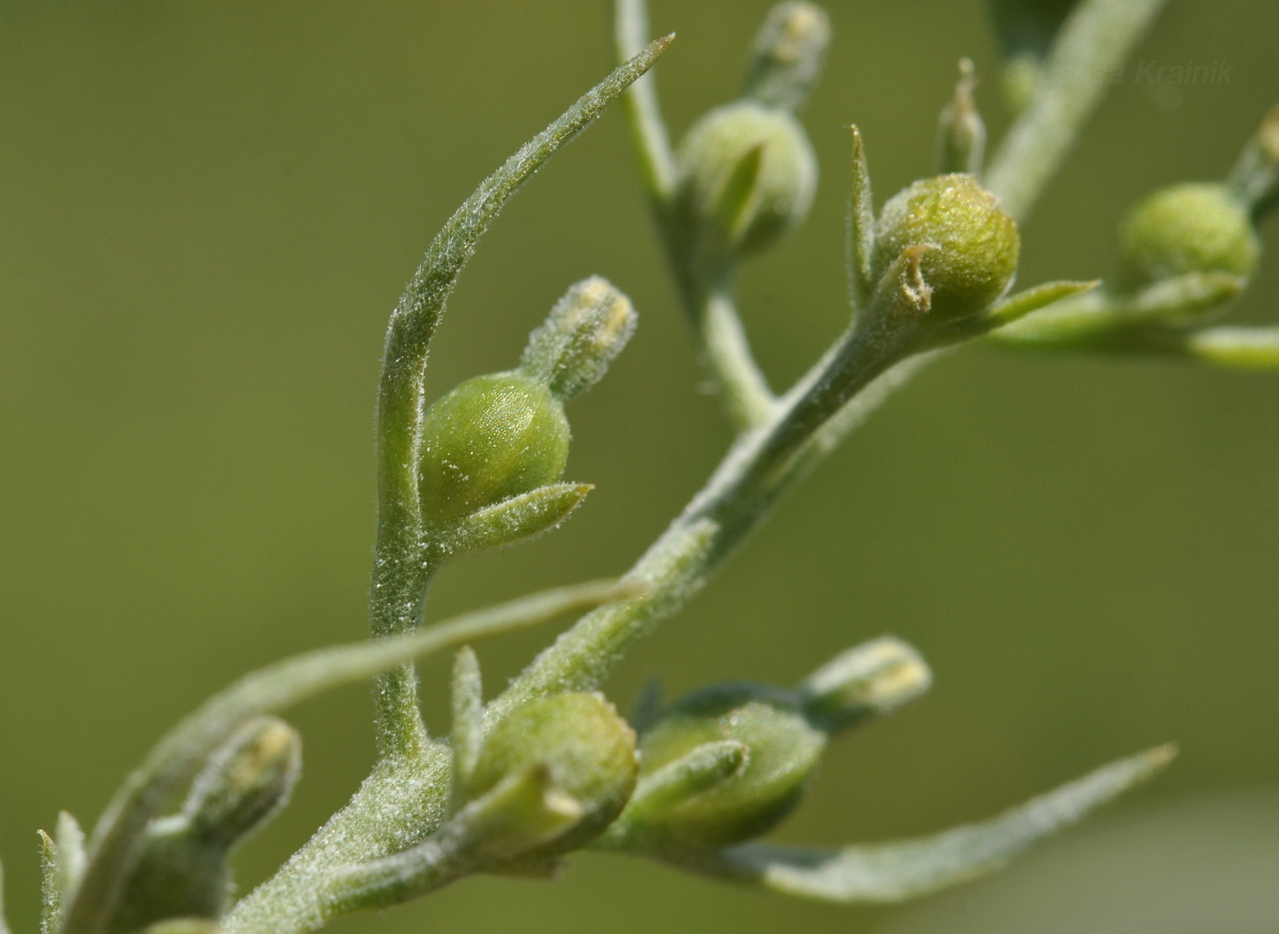 Image of Thesium chinense specimen.