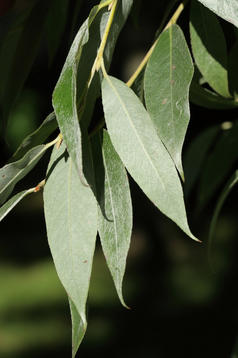 Image of Salix alba specimen.