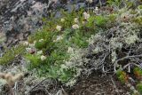 Antennaria dioica. Куртина плодоносящих растений (в сообществе с Cladonia, плодоносящим Chamaepericlymenum suecicum, Vaccinium uliginosum s.l. и Empetrum hermaphroditum). Мурманская обл., Кольский р-н, окр. с. Териберка, природный парк «Териберка», высота 111.7, лишайниково-кустарничковая тундра, нарушенный участок склона. 04.08.2022.