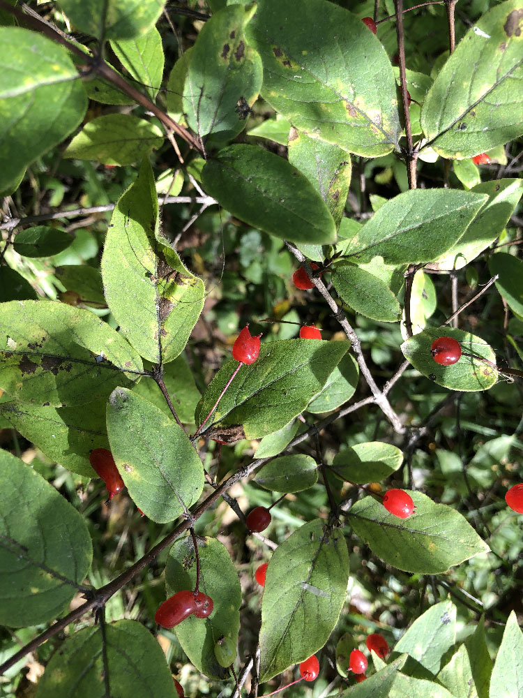 Image of Lonicera maximowiczii specimen.