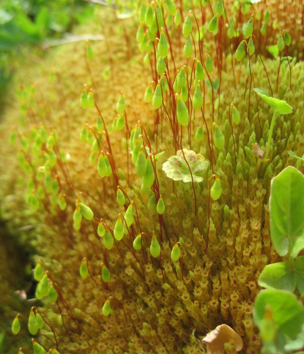 Image of Bryum schleicheri specimen.