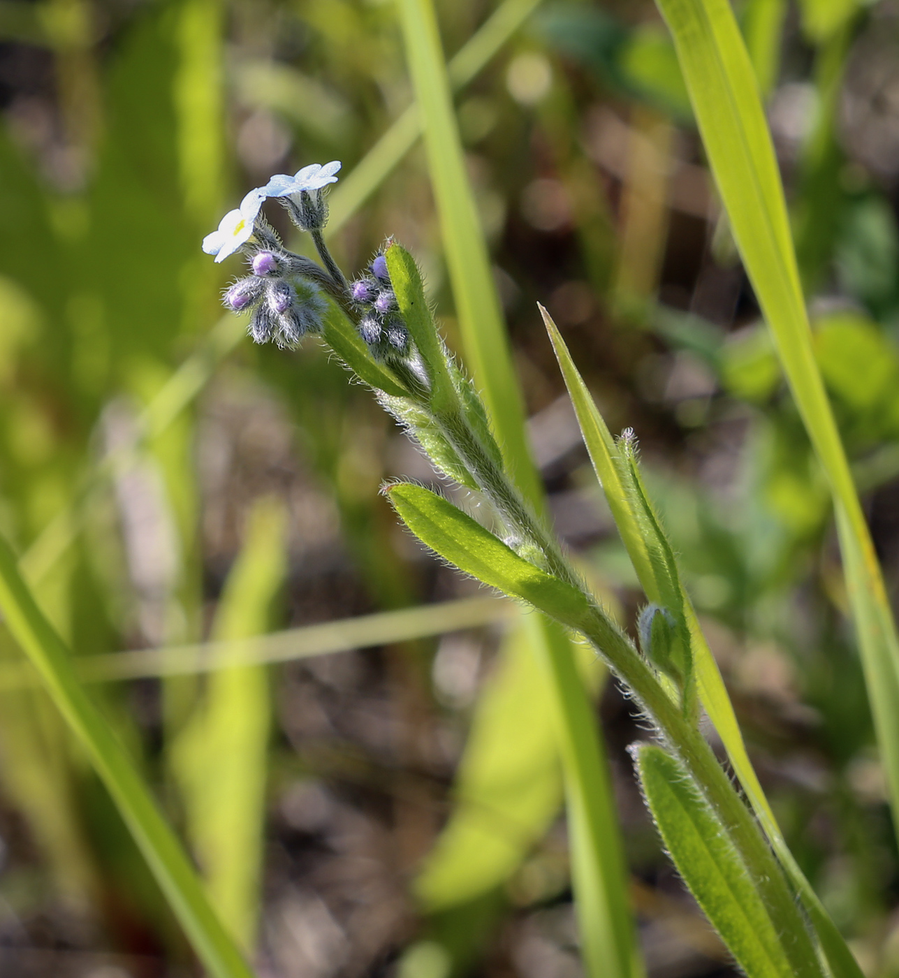 Image of Myosotis arvensis specimen.