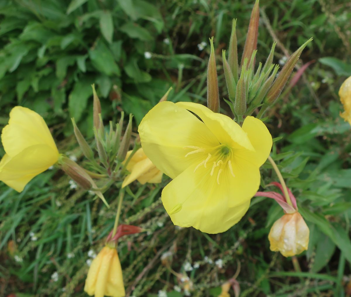 Изображение особи Oenothera glazioviana.