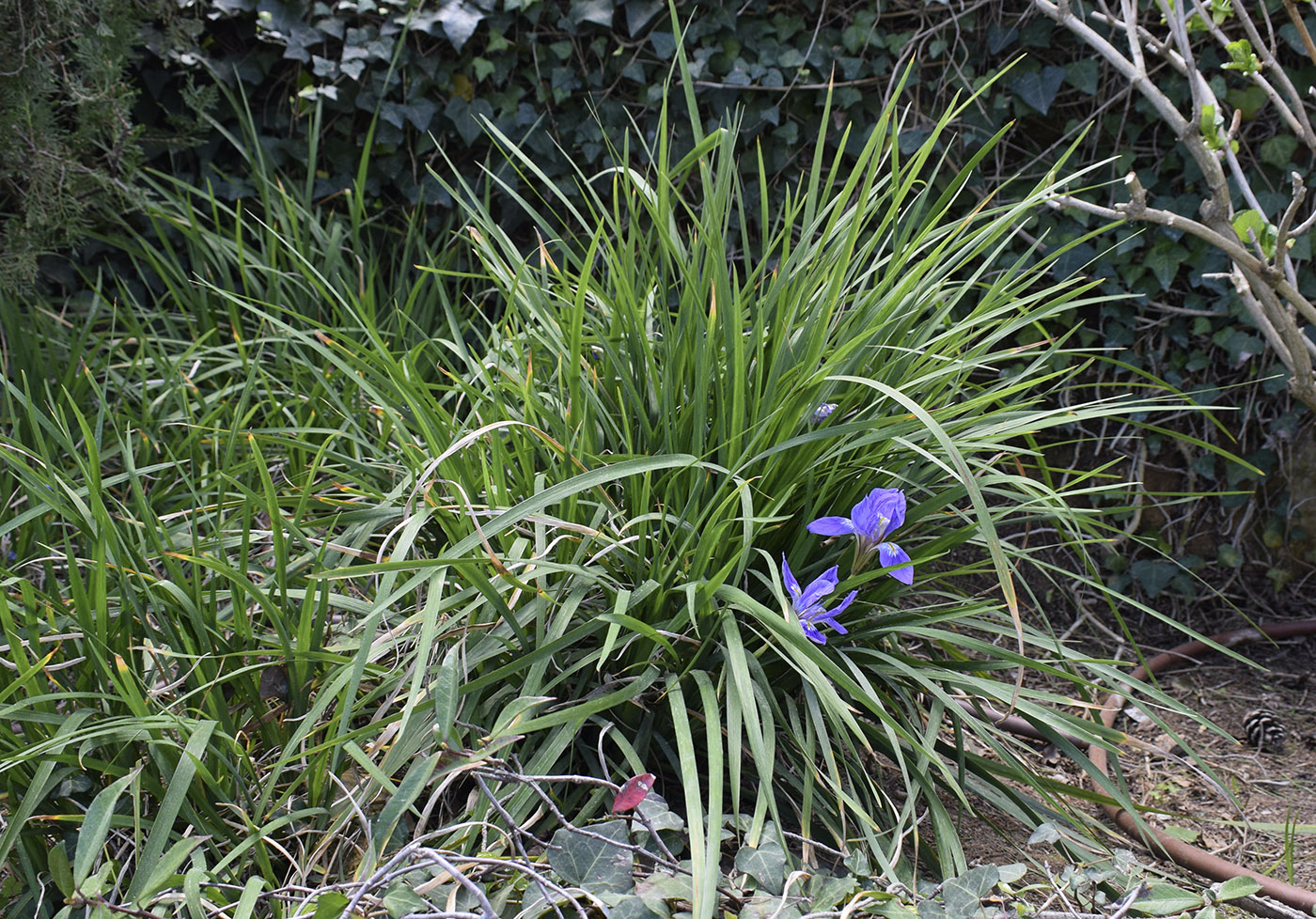 Изображение особи Iris unguicularis.