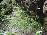 Melica nutans. Плодоносящее растение. Крым, Бахчисарайский р-н, окр. с. Соколиное, водопад Серебряные струи. 29.07.2020.