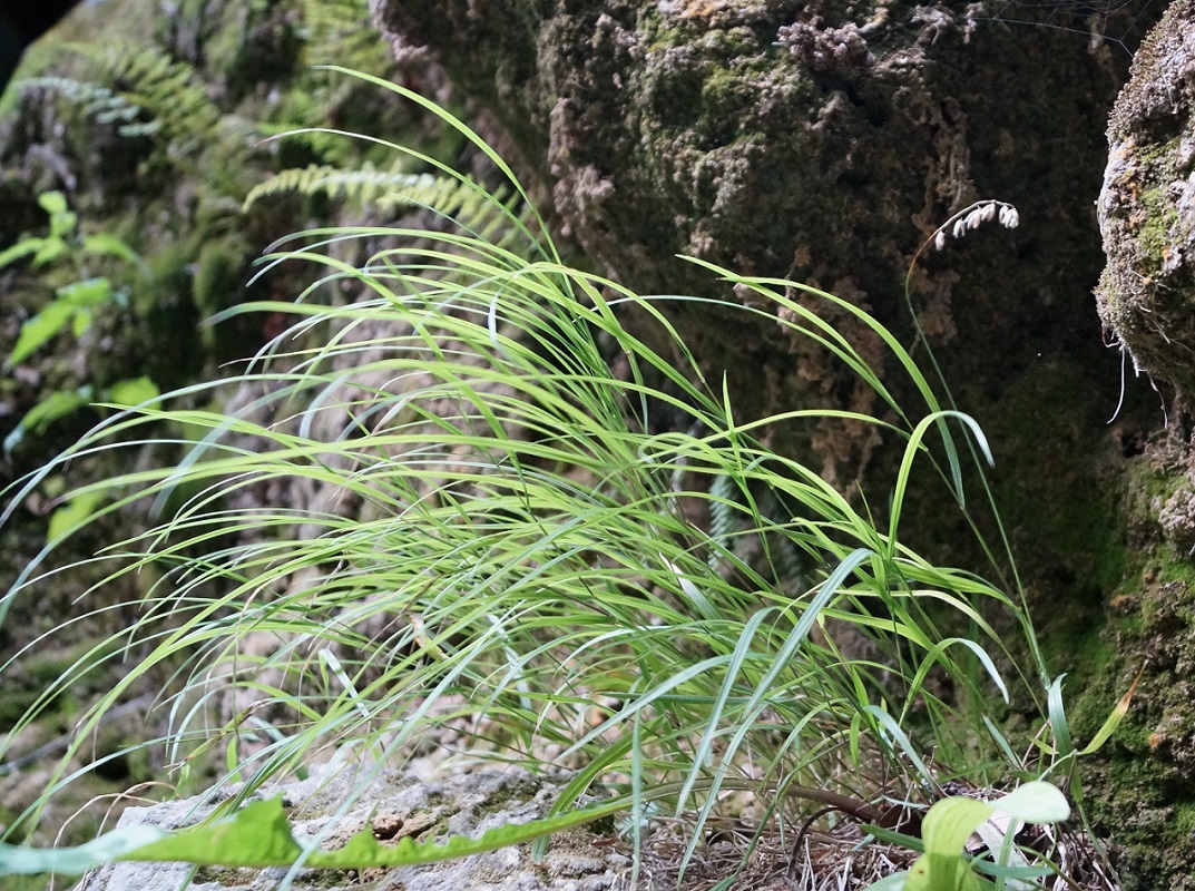 Image of Melica nutans specimen.